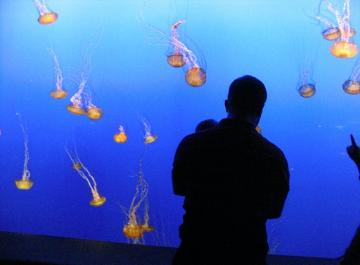 Audrey and daddy looking at the jellyfish. They were really cool.