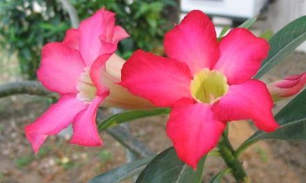 These flowers grow in the Philippines, especially near our apartment. I really think they're pretty.